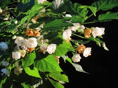 Dombeya tiliacea