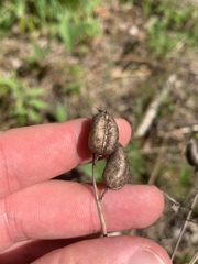 Astragalus neglectus