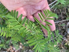 Astragalus neglectus