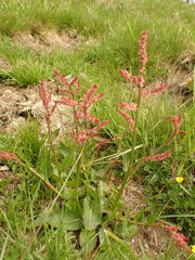 Rumex arifolius