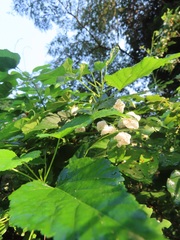 Dombeya tiliacea