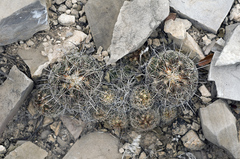 Coryphantha neglecta