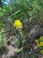 Erysimum odoratum