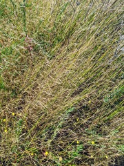 Deschampsia danthonioides
