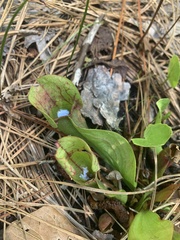 Sarracenia purpurea venosa