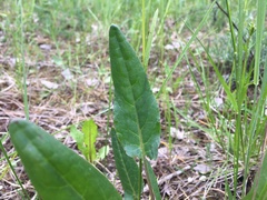 Rumex thyrsiflorus