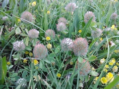 Trifolium diffusum