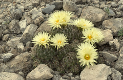 Coryphantha nickelsiae