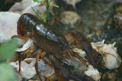Procambarus gracilis