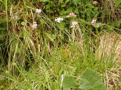 Valeriana dioica