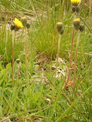 Pilosella lactucella