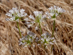 Allium lacunosum davisiae