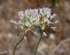Allium lacunosum davisiae