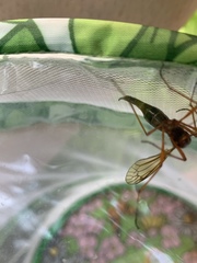 Tanyptera