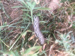 Proserpinus proserpina