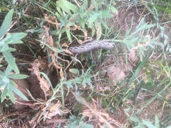 Proserpinus proserpina