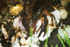 Procambarus gracilis