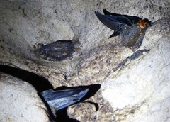 Aerodramus salangana