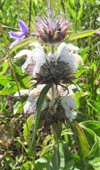Monarda clinopodioides