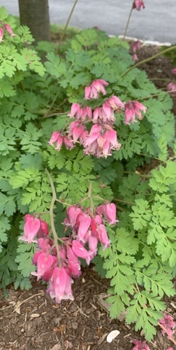 photo of Wild Bleeding-heart (Dicentra eximia)