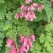 photo of Wild Bleeding-heart (Dicentra eximia)