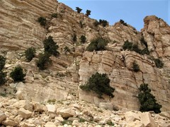 Juniperus