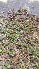 Portulaca oleracea