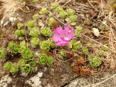 Primula minima
