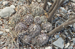Coryphantha nickelsiae