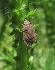 Sciocoris macrocephalus