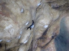 Aerodramus fuciphagus