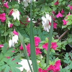 Dicentra eximia alba