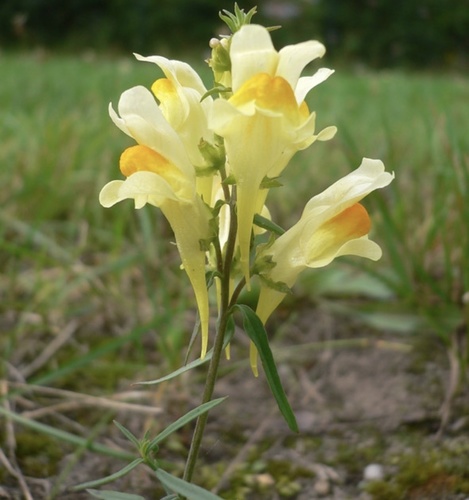 photo of Common Toadflax (Linaria vulgaris)