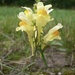 photo of Common Toadflax (Linaria vulgaris)