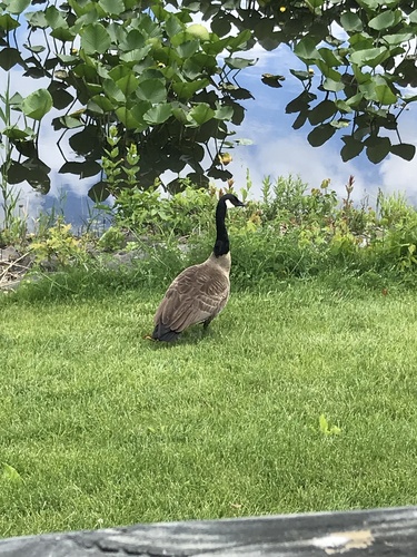 photo of Canada Goose (Branta canadensis)