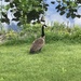 photo of Canada Goose (Branta canadensis)