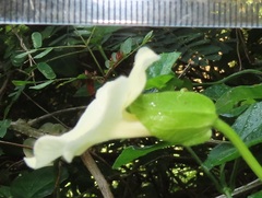 Thunbergia dregeana