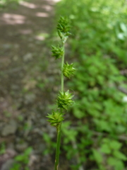 Carex sparganioides