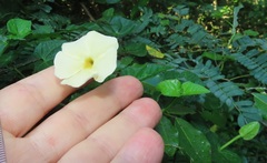Thunbergia dregeana