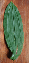 Synchysa tricincta
