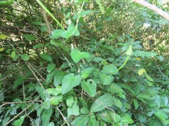 Thunbergia dregeana