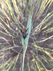 Chaetopteroplia segetum