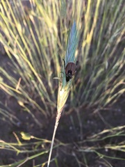 Chaetopteroplia segetum