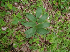 Synchysa tricincta