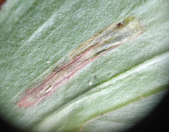 Synchysa tricincta