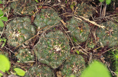 Coryphantha neglecta