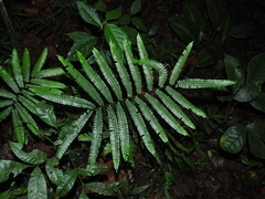 Adiantum pulverulentum