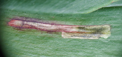 Synchysa tricincta