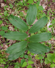 Synchysa tricincta