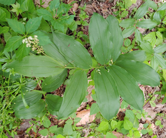 Synchysa tricincta